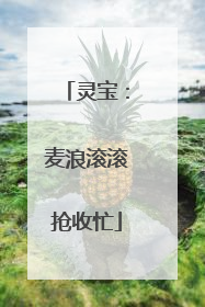 灵宝：麦浪滚滚抢收忙