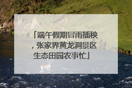 端午假期冒雨插秧，张家界黄龙洞景区生态田园农事忙
