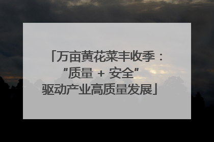 万亩黄花菜丰收季：“质量 + 安全” 驱动产业高质量发展