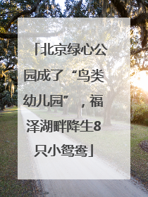 北京绿心公园成了“鸟类幼儿园”，福泽湖畔降生8只小鸳鸯