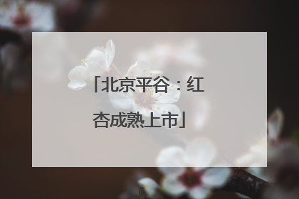 北京平谷：红杏成熟上市