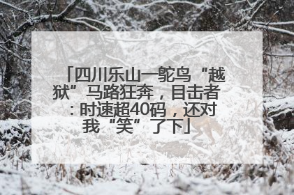 四川乐山一鸵鸟“越狱”马路狂奔，目击者：时速超40码，还对我“笑”了下