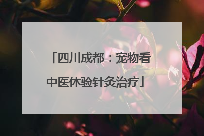四川成都：宠物看中医体验针灸治疗