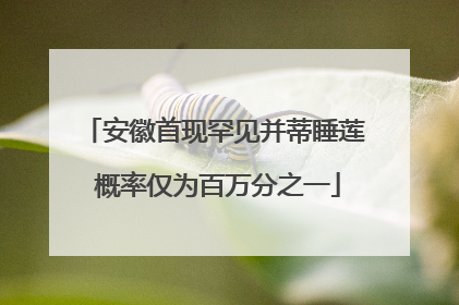 安徽首现罕见并蒂睡莲 概率仅为百万分之一