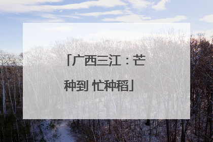 广西三江：芒种到 忙种稻