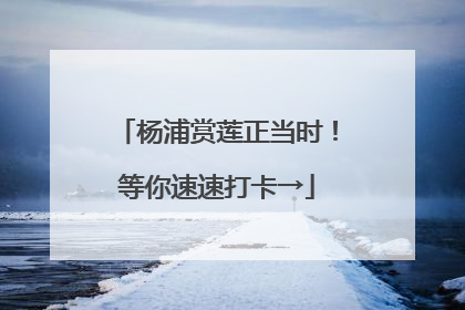杨浦赏莲正当时！等你速速打卡→