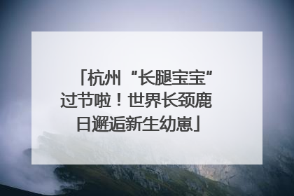 杭州“长腿宝宝”过节啦！世界长颈鹿日邂逅新生幼崽