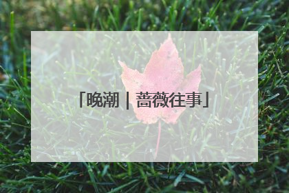 晚潮｜蔷薇往事