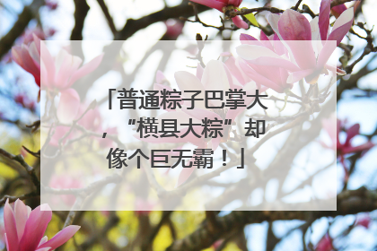 普通粽子巴掌大，“横县大粽”却像个巨无霸！