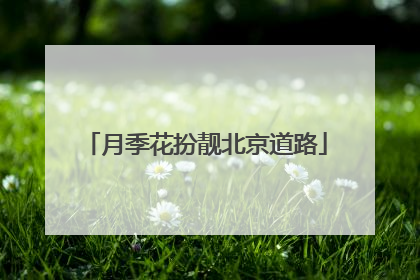 月季花扮靓北京道路