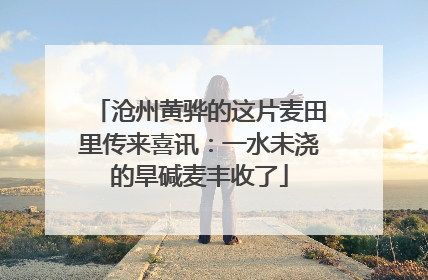 沧州黄骅的这片麦田里传来喜讯：一水未浇的旱碱麦丰收了