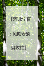 河北宁晋：风吹麦浪夏收忙