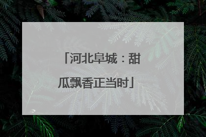 河北阜城：甜瓜飘香正当时