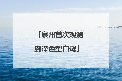 泉州首次观测到深色型白鹭