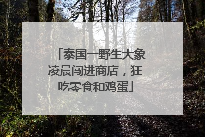 泰国一野生大象凌晨闯进商店，狂吃零食和鸡蛋