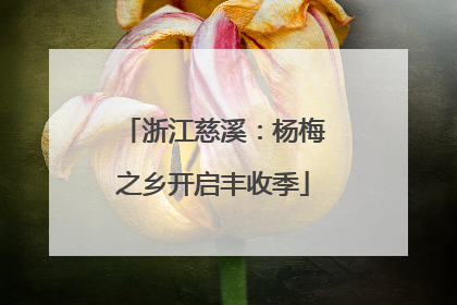 浙江慈溪：杨梅之乡开启丰收季