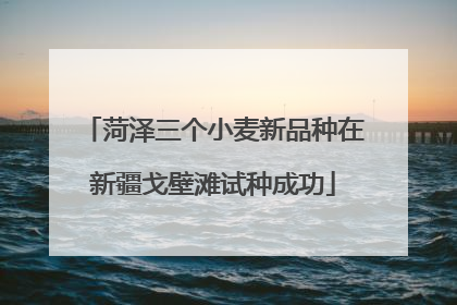 菏泽三个小麦新品种在新疆戈壁滩试种成功