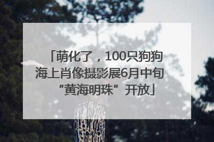 萌化了，100只狗狗海上肖像摄影展6月中旬“黄海明珠”开放