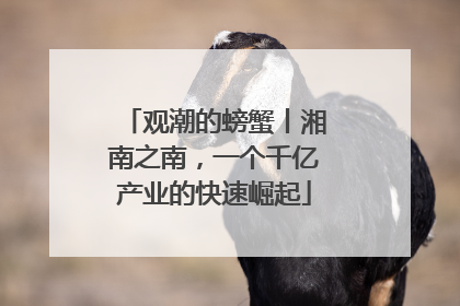 观潮的螃蟹丨湘南之南，一个千亿产业的快速崛起