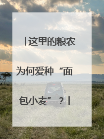 这里的粮农为何爱种“面包小麦”？