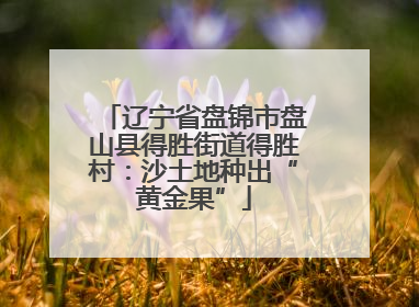辽宁省盘锦市盘山县得胜街道得胜村：沙土地种出“黄金果”