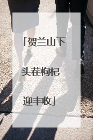 贺兰山下 头茬枸杞迎丰收