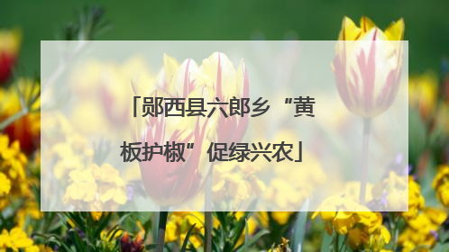 郧西县六郎乡“黄板护椒”促绿兴农