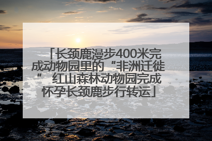 长颈鹿漫步400米完成动物园里的“非洲迁徙” 红山森林动物园完成怀孕长颈鹿步行转运